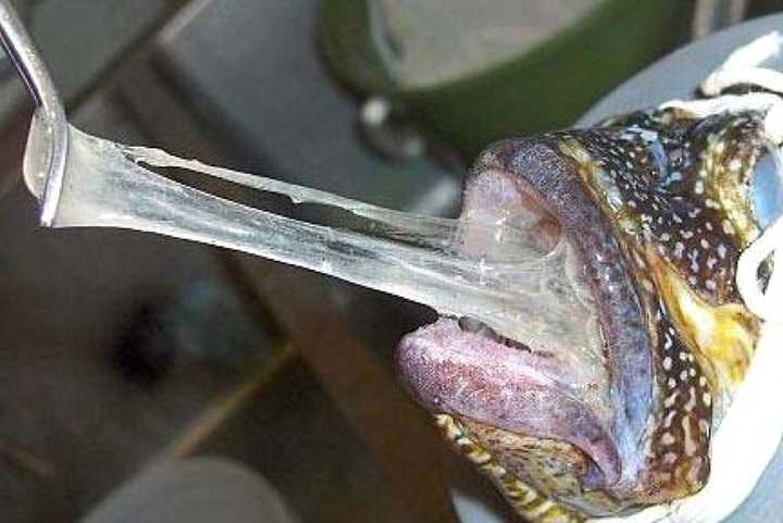 盲鳗一般生活在海底,以死去的鲸或其他鱼类尸体为食 别看它像个海底的