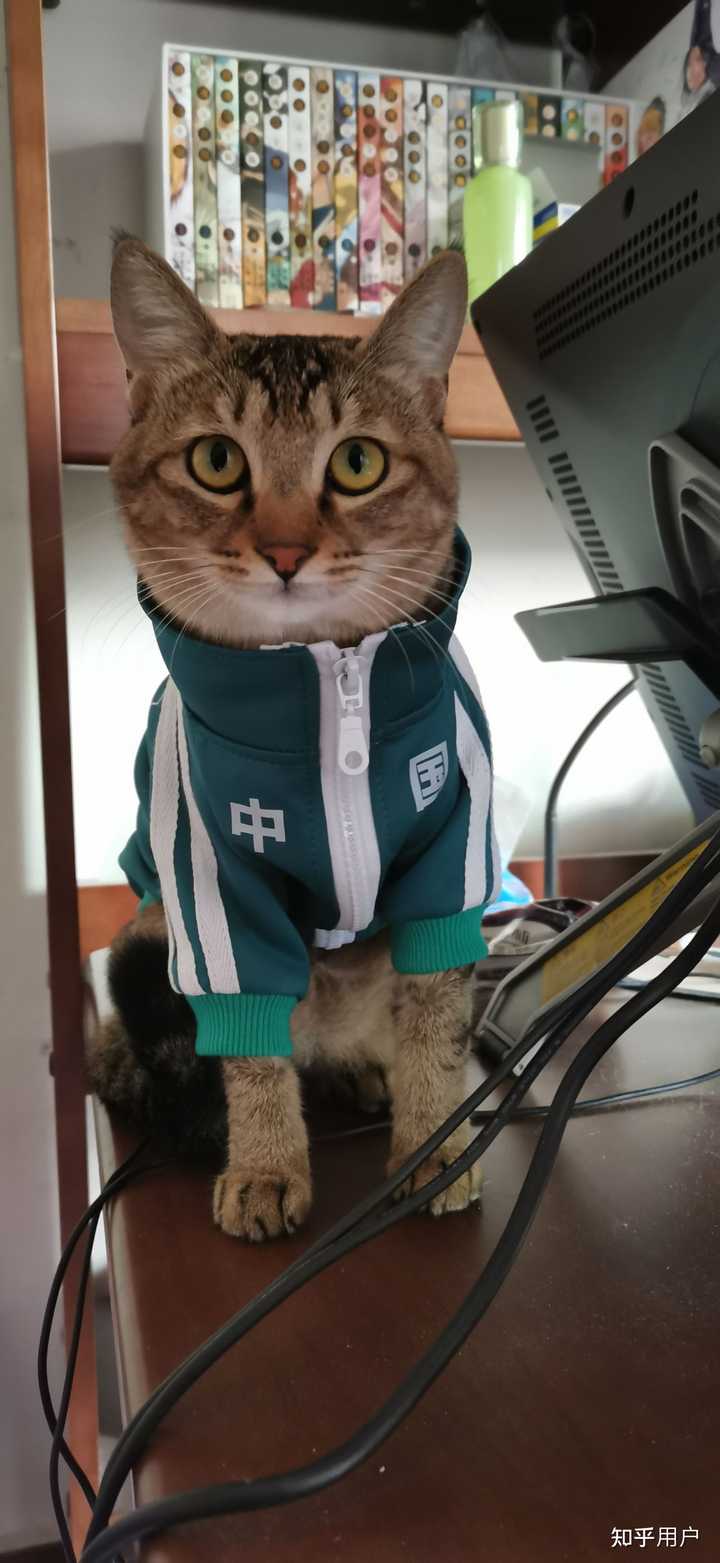 养雀猫(麻猫)是一种怎样的体验? - 知乎
