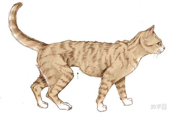 猫咪肥胖的危害有哪些? - 知乎