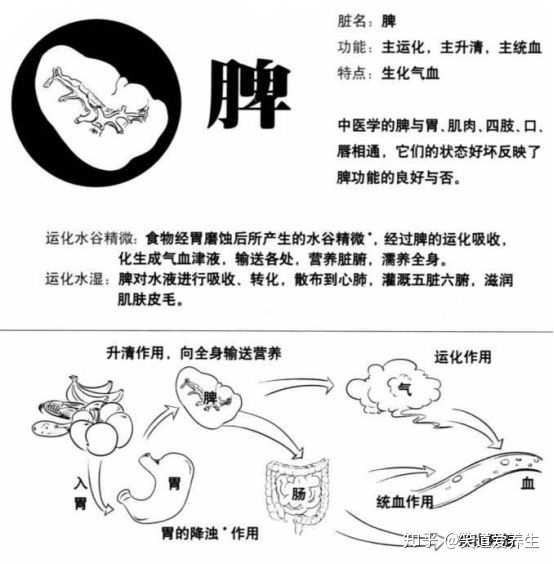 秋冬季祛湿和润燥是否冲突呢，脾虚湿气重的人该怎么调理？