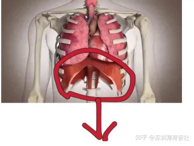 横膈膜在哪里图片