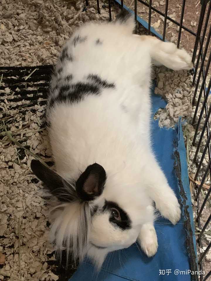 请问一下兔兔睡觉的姿势是什么样子的