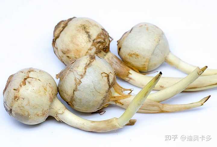 茨菇的生长条件和环境要求是什么样的? - 知乎