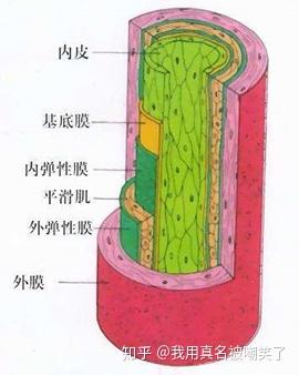 血管横截面结构三层图图片