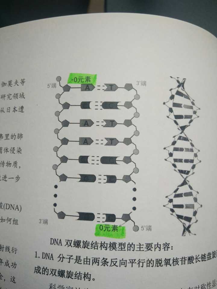 DNA 为什么是反向平行的? - 知乎
