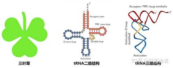 trna到底有多少种?