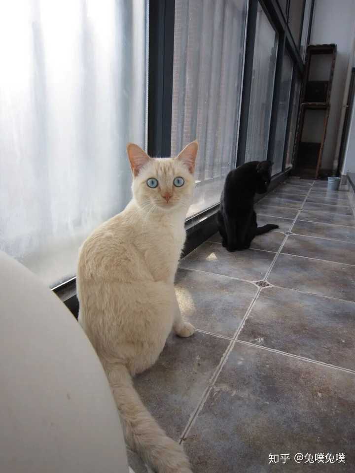 其实我家养的不是两只猫, 是三只…… 第三只是黑猫,跟白团团是同胞