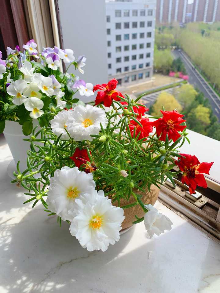 有没有什么家里养的常开花的不容易养死的植物?