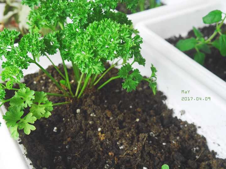 阳台可以种哪些可以吃的花卉植物?