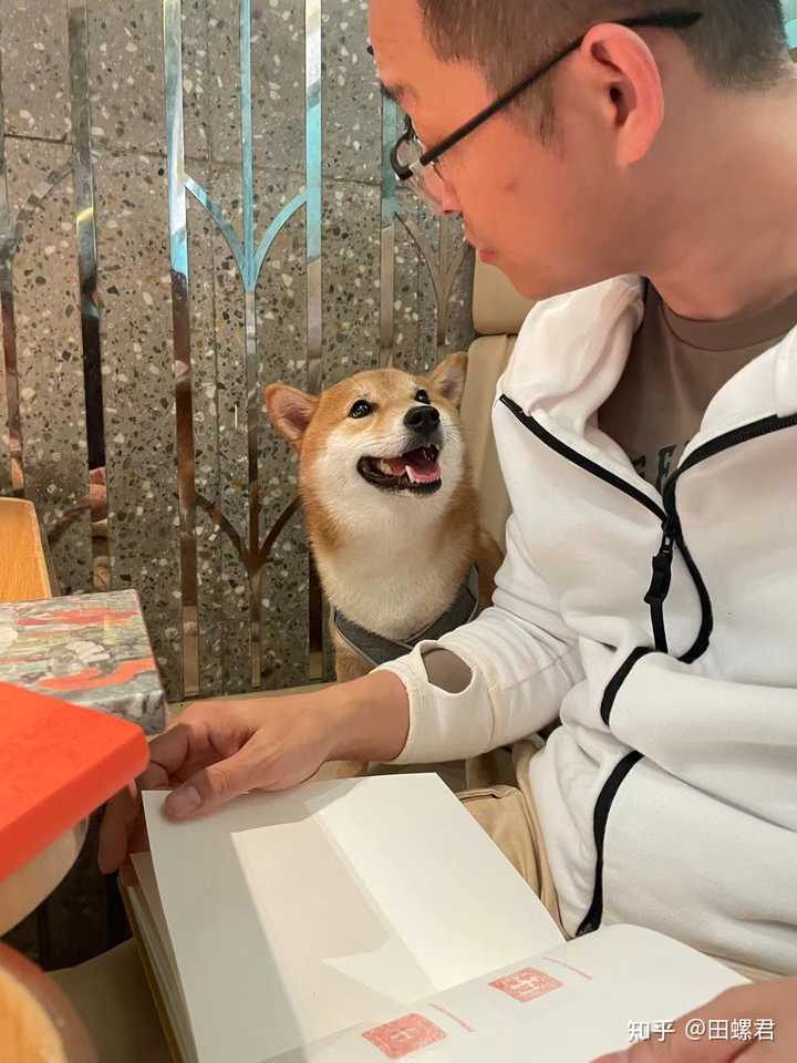 新手养边牧还是养柴犬 知乎