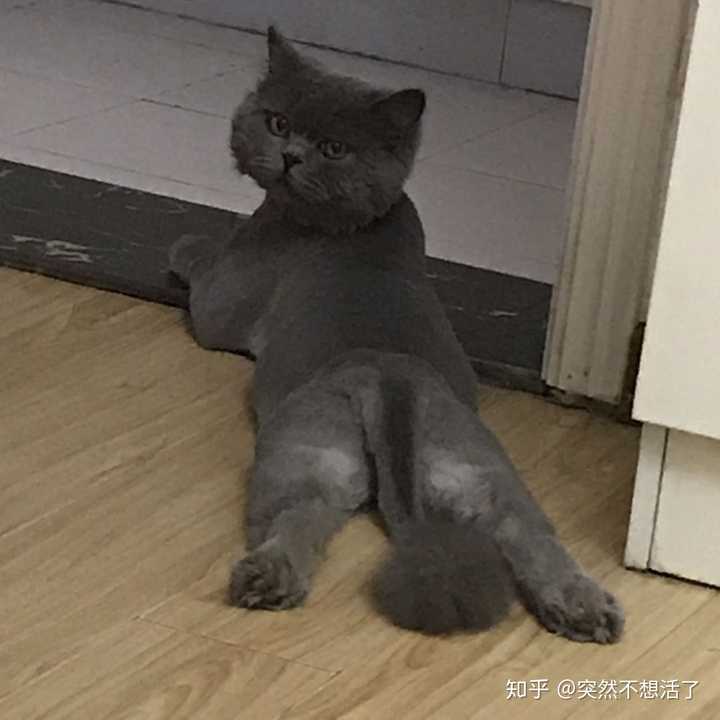 猫咪有哪些奇葩的坐姿 知乎