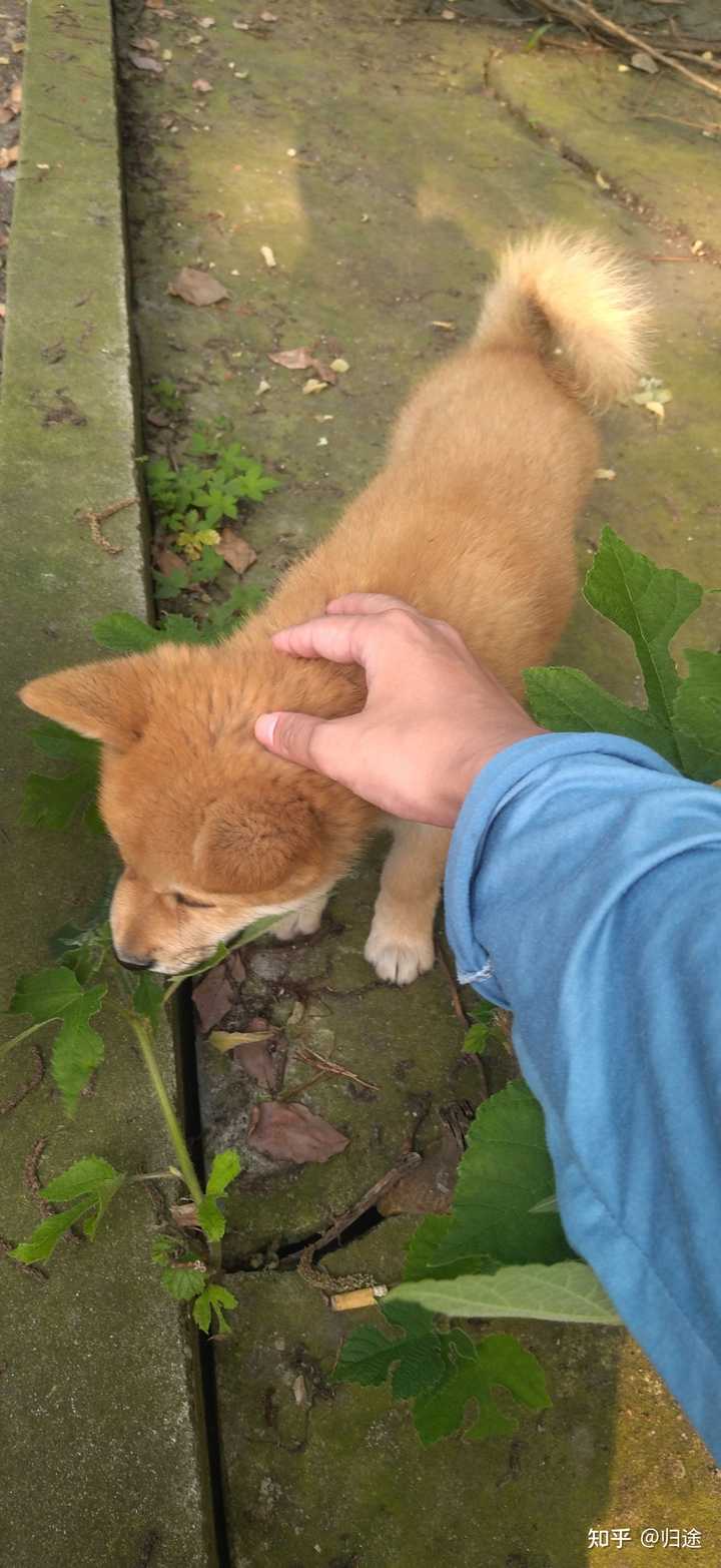 智商真如网上所说，会均值回归吗？ - 知乎