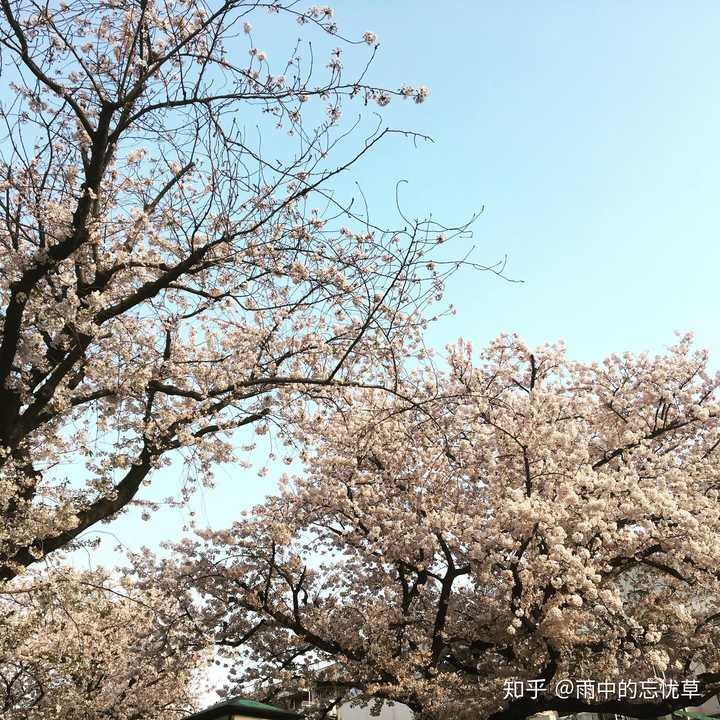 早稻田大学旁边的樱花
