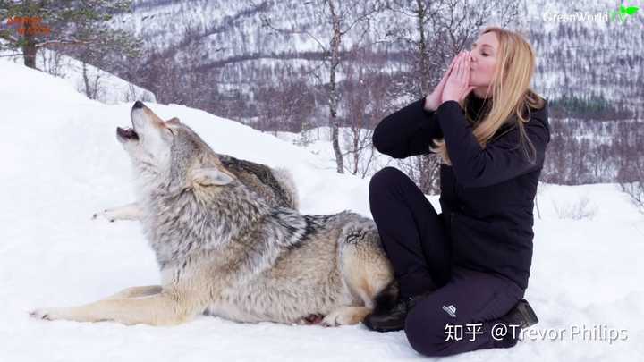 体型最大的狼是什么狼 知乎