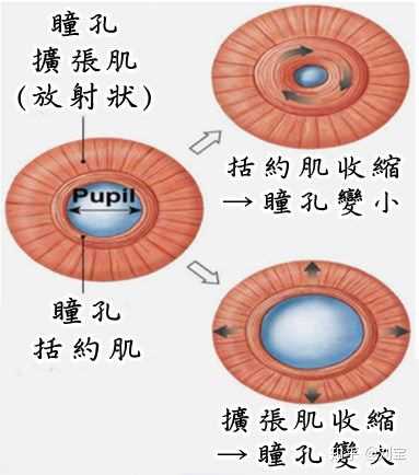 人可以自由地控制瞳孔扩大和缩小吗? - 知乎