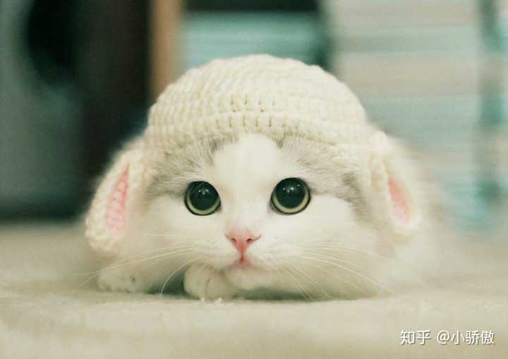 有哪些超级可爱的猫的照片或视频 小骄傲的回答 知乎
