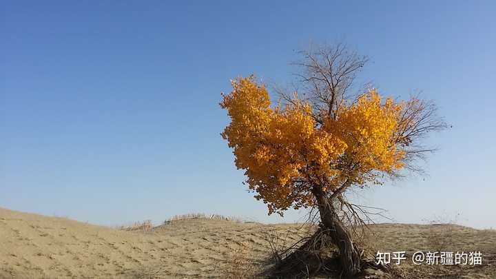为什么树龄不同的胡杨树叶片形状、光泽不同? - 知乎