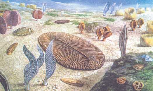 生命为什么会在寒武纪突然发生大爆炸呢