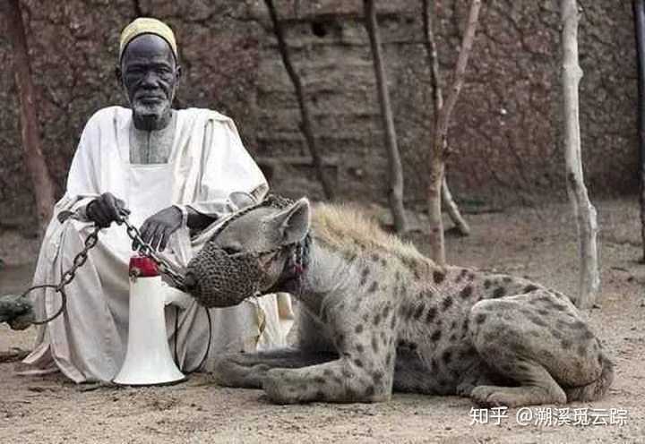 「斑鬣狗」是一种什么样的动物，为何其不是犬科动物？ - 知乎