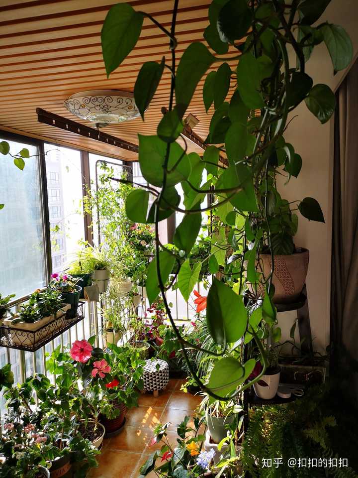 你家有多少盆植物?怎么摆放的?