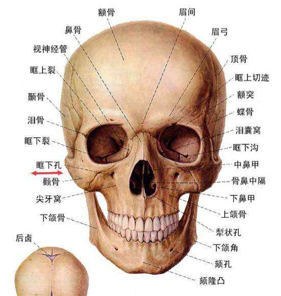 面部骨骼什么时候停止发育? - 知乎