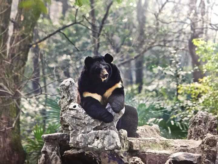 如何看待上海野生動物園飼養員實施作業時被熊攻擊不幸遇難一事類似