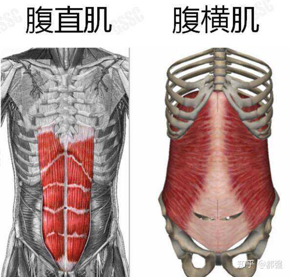 腹部肌肉的組成主要是腹直肌,腹外斜肌,腹內斜肌,腹橫肌.