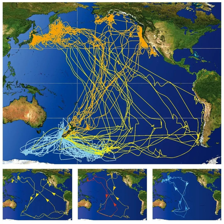 全球八条候鸟迁徙通道图片
