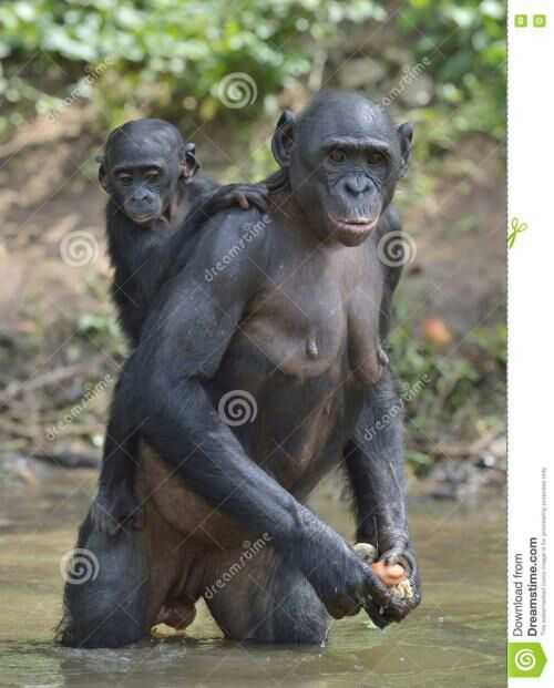 我觉得是倭黑猩猩,又丑又淫荡   显示全部