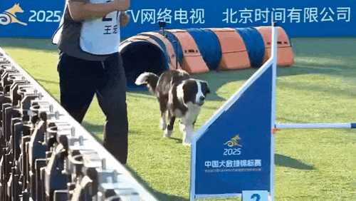 动图封面