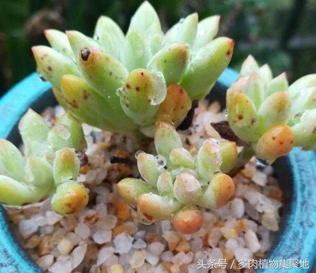 多肉植物应该怎么浇水 知乎 多肉植物应该怎么浇水 知乎
