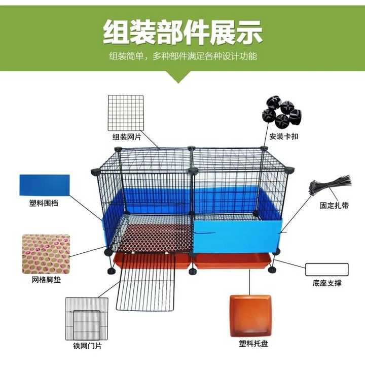 如何养好一只豚鼠 荷兰猪 知乎 如何养好一只豚鼠 荷兰猪 知乎