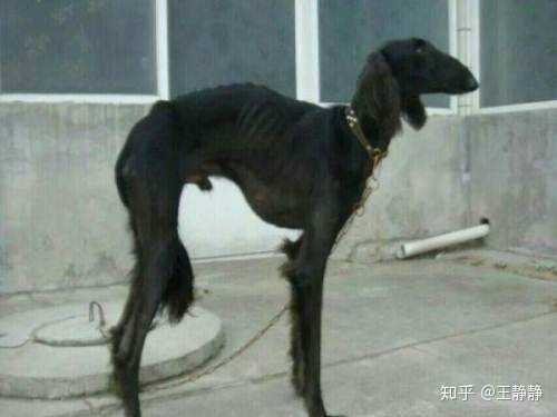 细狗为什么那么瘦? - 知乎