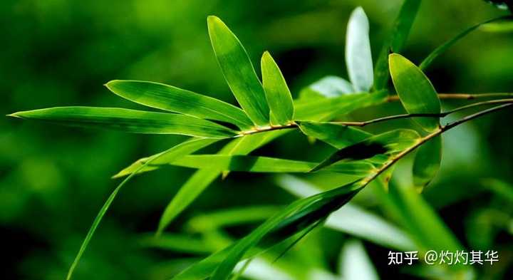 竹子叶是哪种叶序? - 知乎