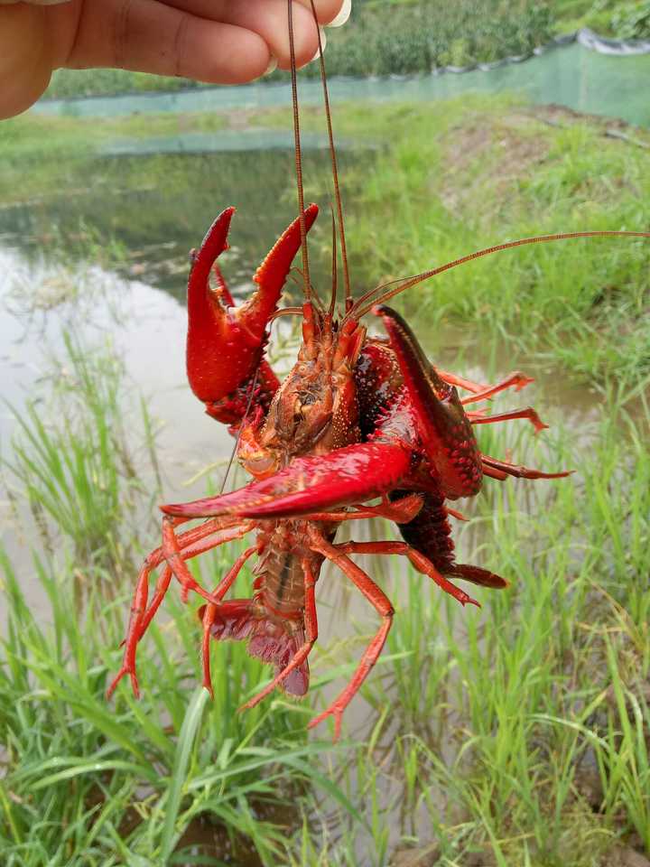 小龙虾是否卫生?