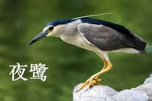 有哪些常被认错的动物 楚天都市豹的回答 知乎