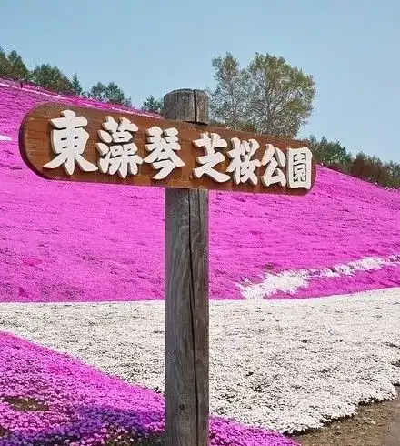 四月份去日本有啥好玩的地方吗 香蕉旅行的回答 知乎 四月份去日本有啥好玩的地方吗 香蕉旅行的回答 知乎
