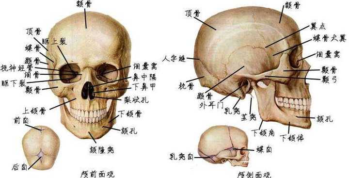 骨相美比皮相美更高级吗？ - 知乎