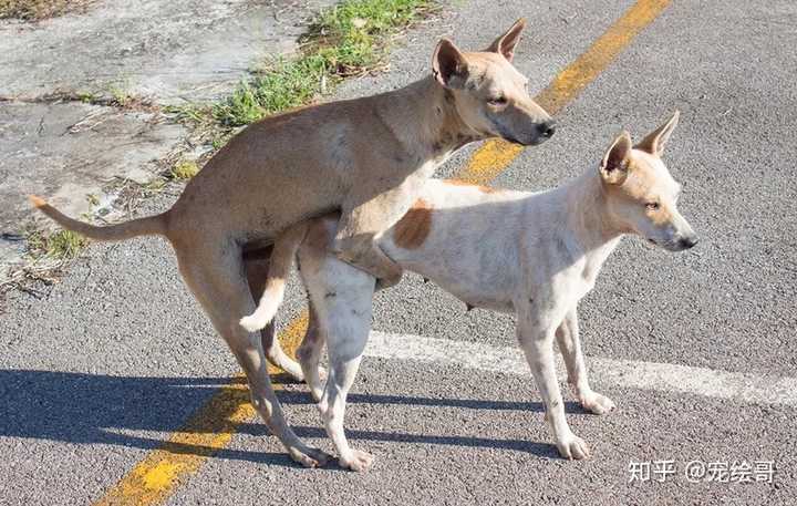 狗交配会出现拔不出来的现象 这种流行说法是真实的吗 知乎