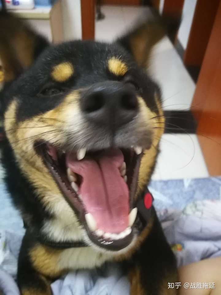 四眼黑土狗为什么那么贵呢？ - 知乎