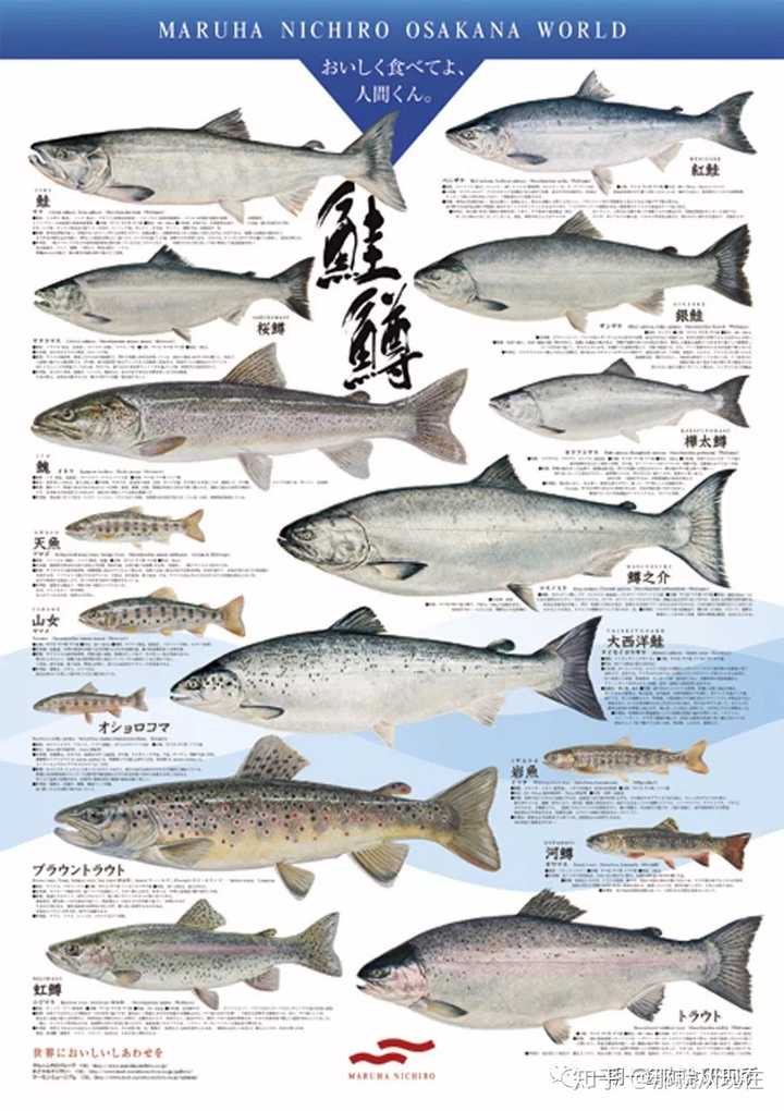 我们常说的 三文鱼 到底是什么鱼 如何辨别和区分 知乎 我们常说的 三文鱼 到底是什么鱼 如何辨别和区分 知乎