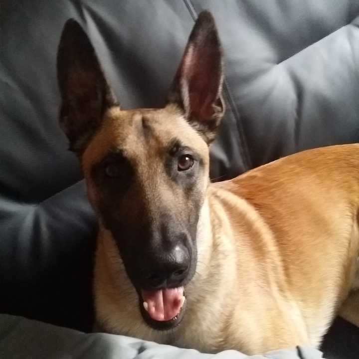 养一只马犬是一种怎样的体验?