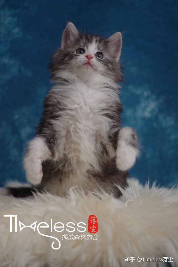 第一次养猫选布偶还是挪威森林猫比较好?