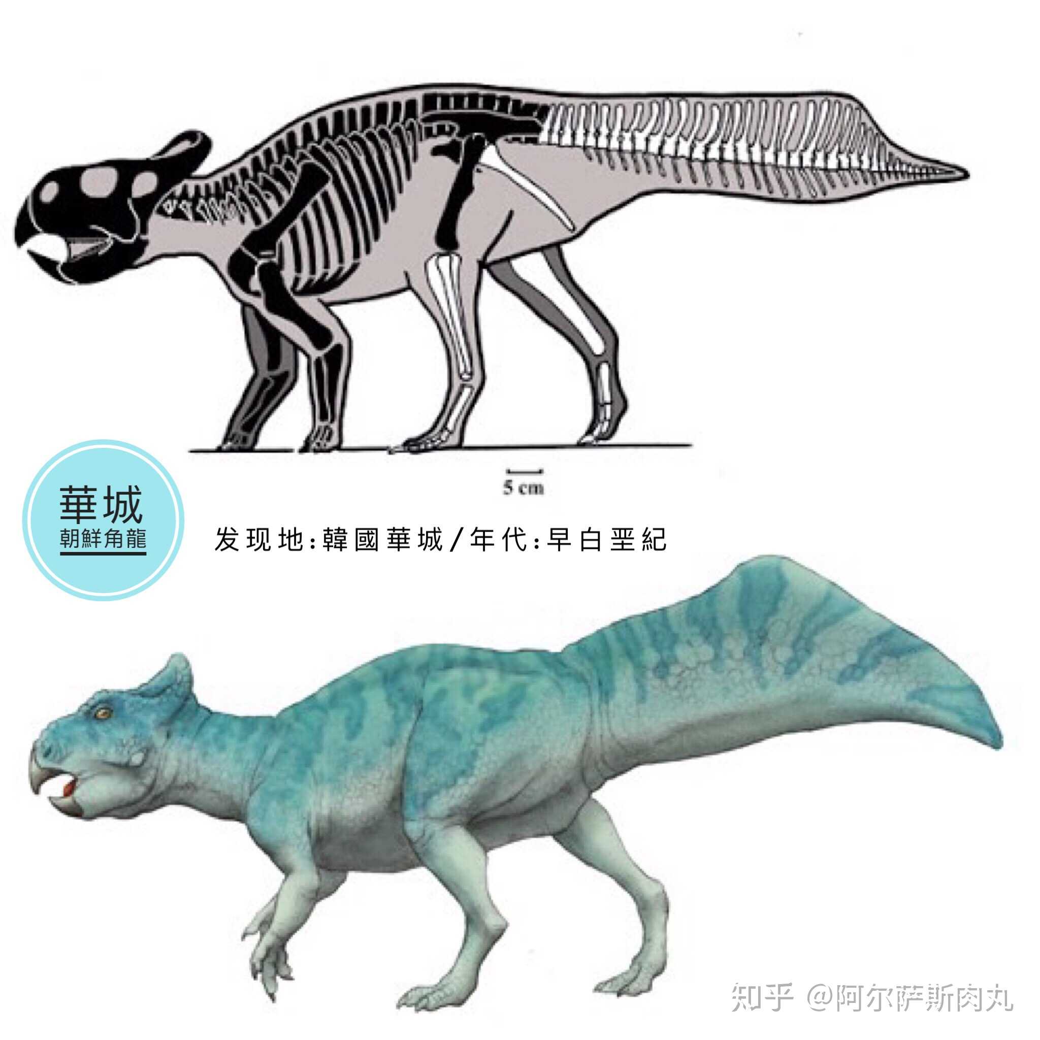 半岛异类朝鲜角龙koreaceratops