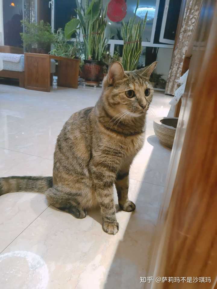 该不该给土猫喂贵的猫粮?