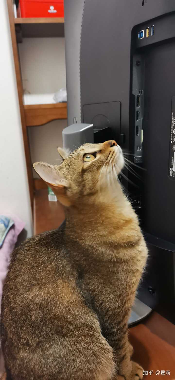 养雀猫(麻猫)是一种怎样的体验? - 知乎