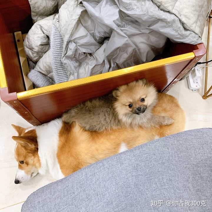 博美和柯基新手更建议养哪个?