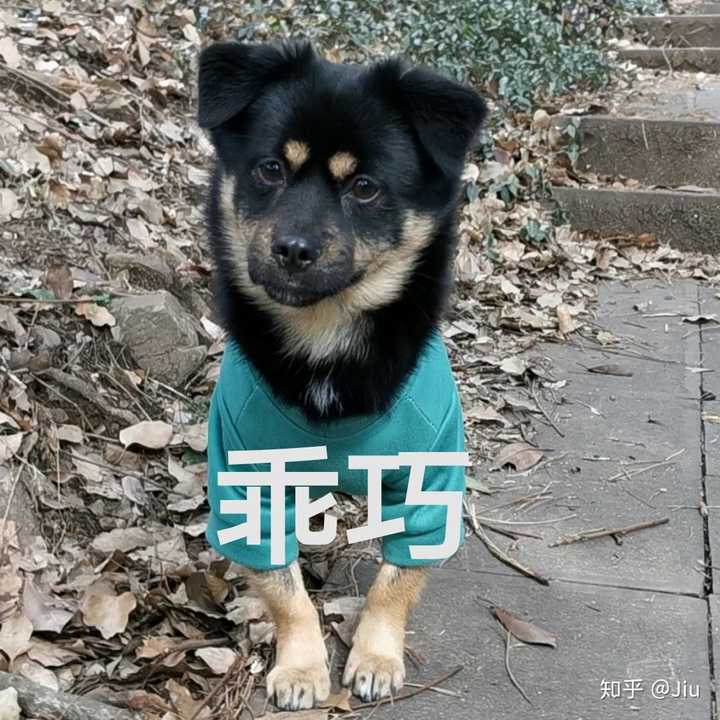 中华田园犬中的四眼狗是什么犬类？ - 知乎