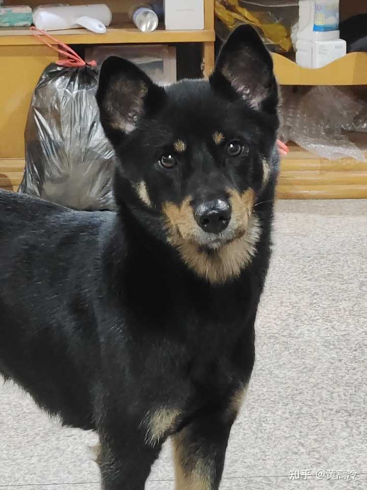 想看铁包金（俗称四眼）毛色的中华田园犬，大家可以发我看看吗？ - 知乎