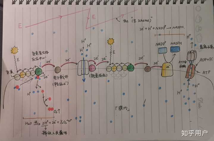 光合作用的中的光反应和暗反应是怎么一回事? 知乎